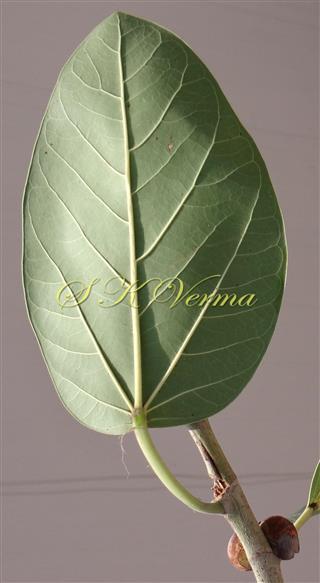 leaf (Abaxial view)